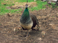 burung-merak 5 senarai